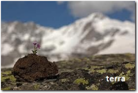 TERRA